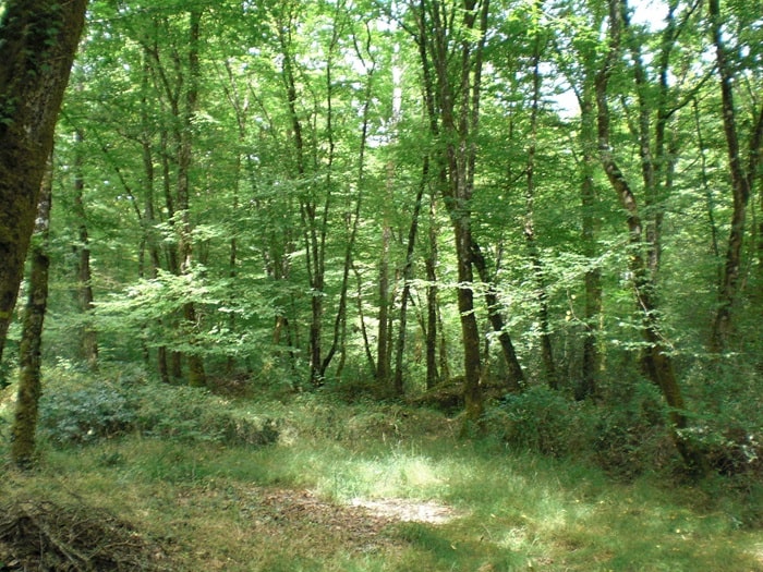 La forêt du Gâvre