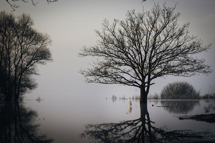 Le Lac de Grand-Lieu