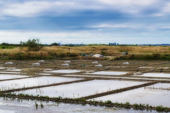 Marais salants de Guérande